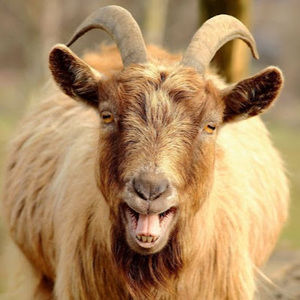 Meet your Posher, Marc